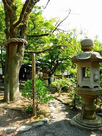 イメージ 14