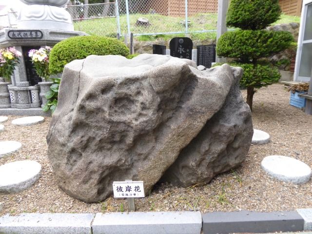 イメージ 10