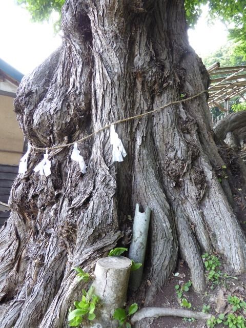 イメージ 7