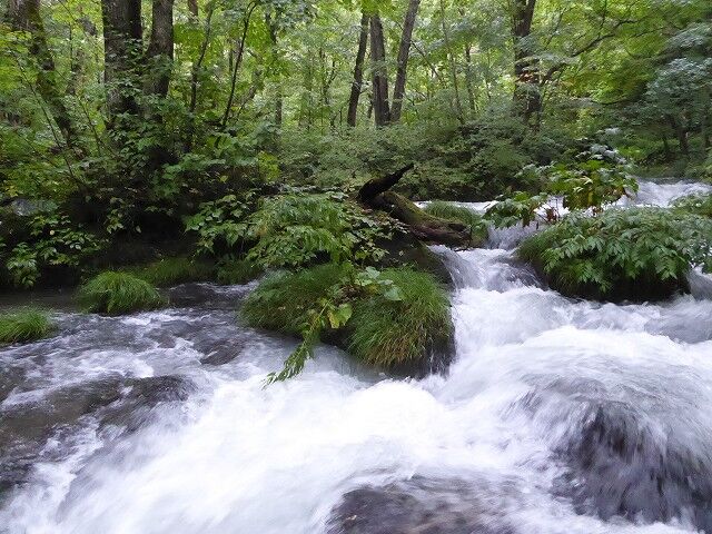 阿修羅の流れ ・ 九十九島 （奥入瀬渓流） : くぐる鳥居は鬼ばかり