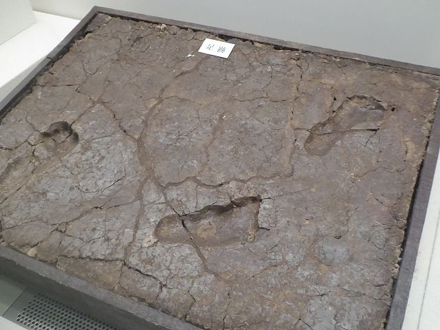 イメージ 58