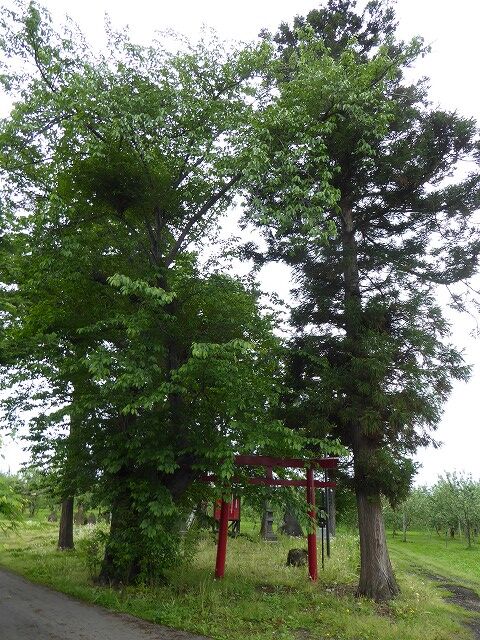 くぐる鳥居は鬼ばかり猿田彦大神 （弘前市糠坪桜山）コメント