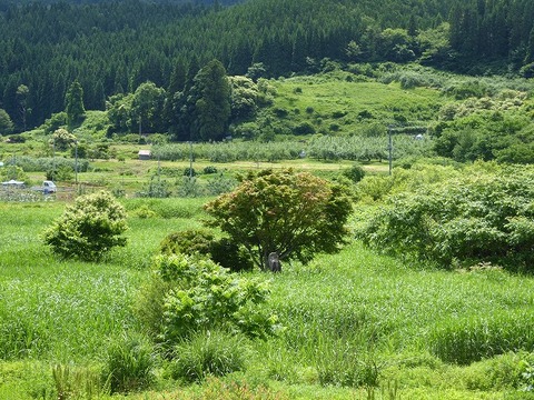 小笠原伊勢守信浄墓碑 (大鰐町居土) : くぐる鳥居は鬼ばかり 小笠原伊勢守信浄墓碑 (大鰐町居土) : くぐる鳥居は鬼ばかり