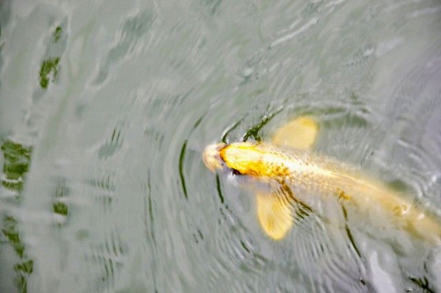 人面魚を発見 くぐる鳥居は鬼ばかり