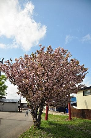 イメージ 2