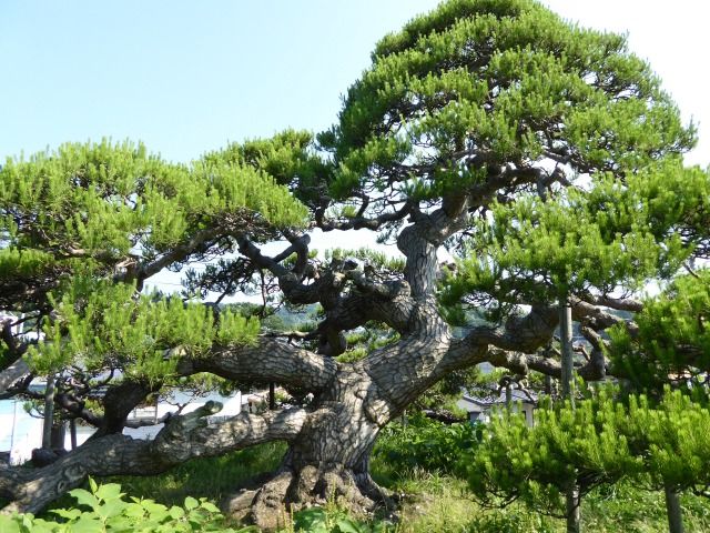 イメージ 2
