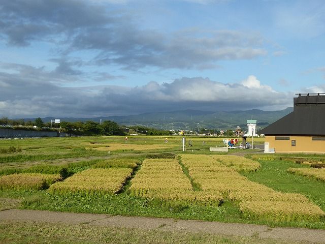 ☆【発掘調査報告書】『垂柳遺跡（全15冊）』 青森県田舎館村
