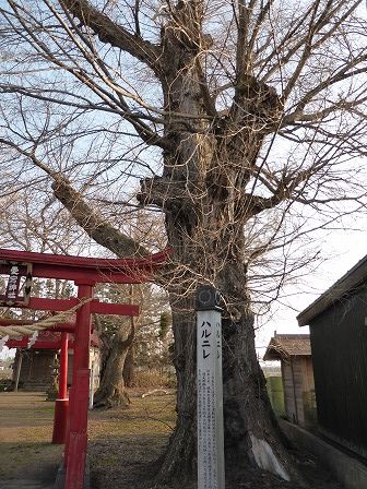 イメージ 17