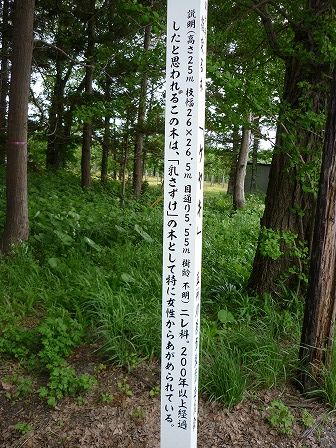 イメージ 14