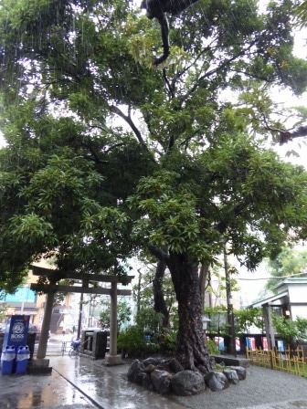 イメージ 33