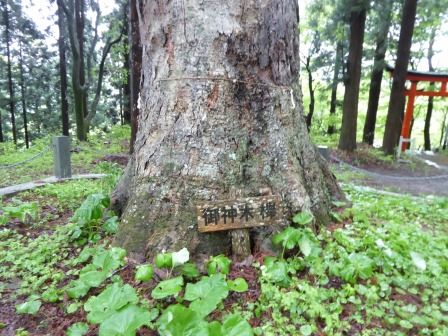 イメージ 17