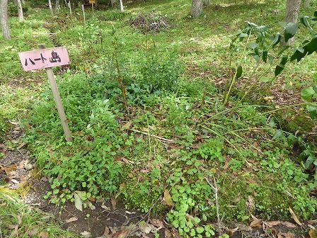 イメージ 12