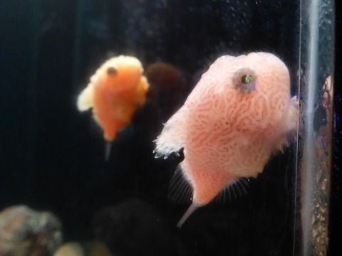 19.8