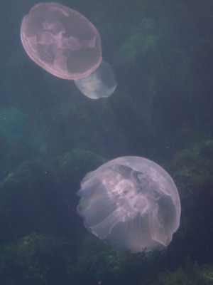 佐渡　クラゲ水族館