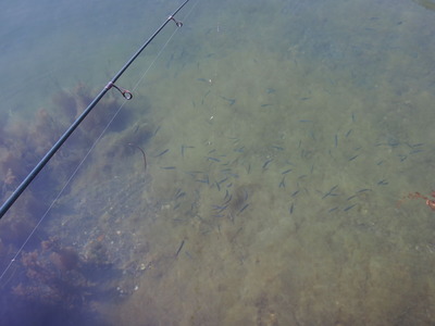 佐渡　釣り