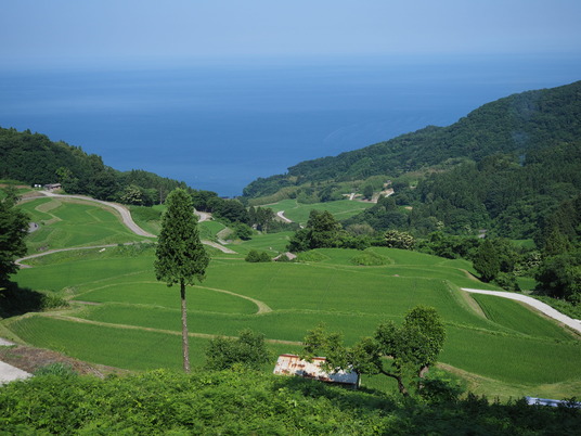 岩首昇竜棚田