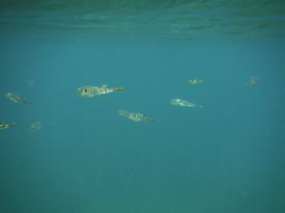 DSCF0045
