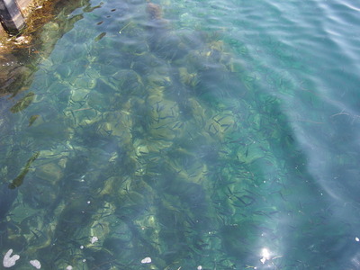 佐渡 釣り