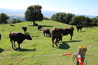 IMG_7728
