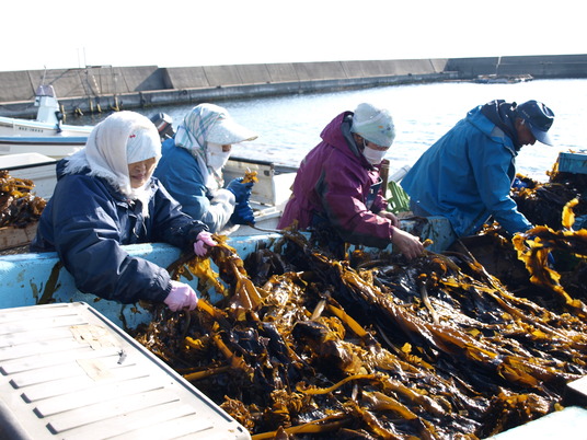 岩首わかめ (10)