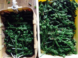 コゴミ　勝子さん