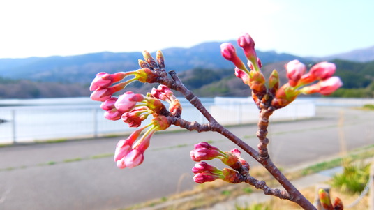 写真 2016-04-06 14 47 16