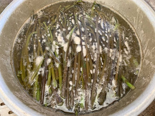 灰を付け置くワラビ