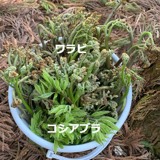 ワラビ＆コシアブラ