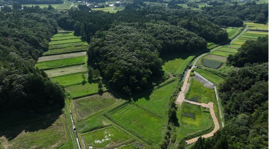 右岸湿地横の山林