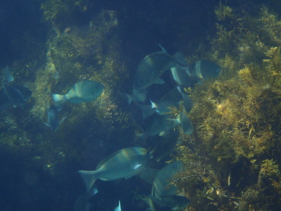 P7220265