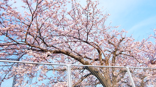 写真 2016-04-06 15 57 50