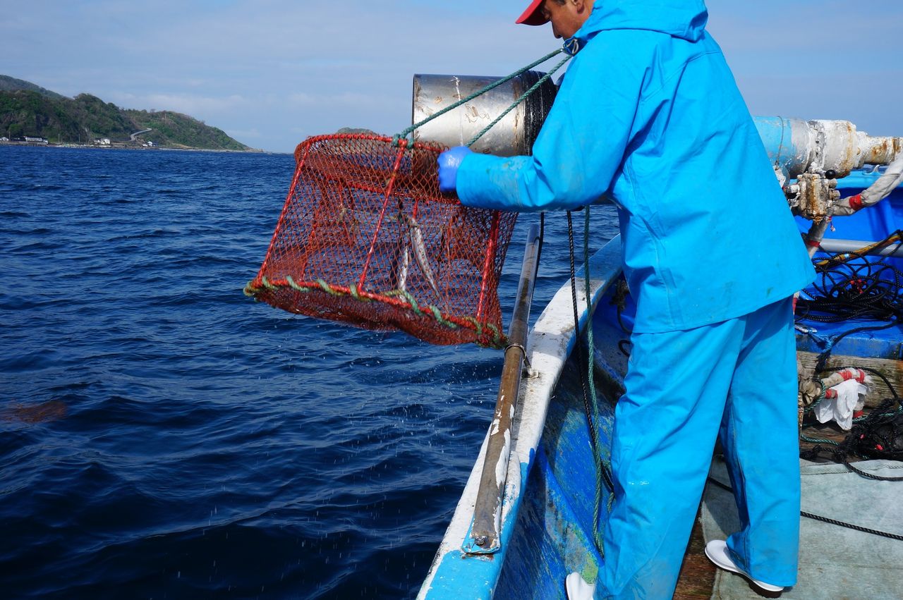 鷲崎 ネコにタコ 佐渡市地域おこし協力隊サイト