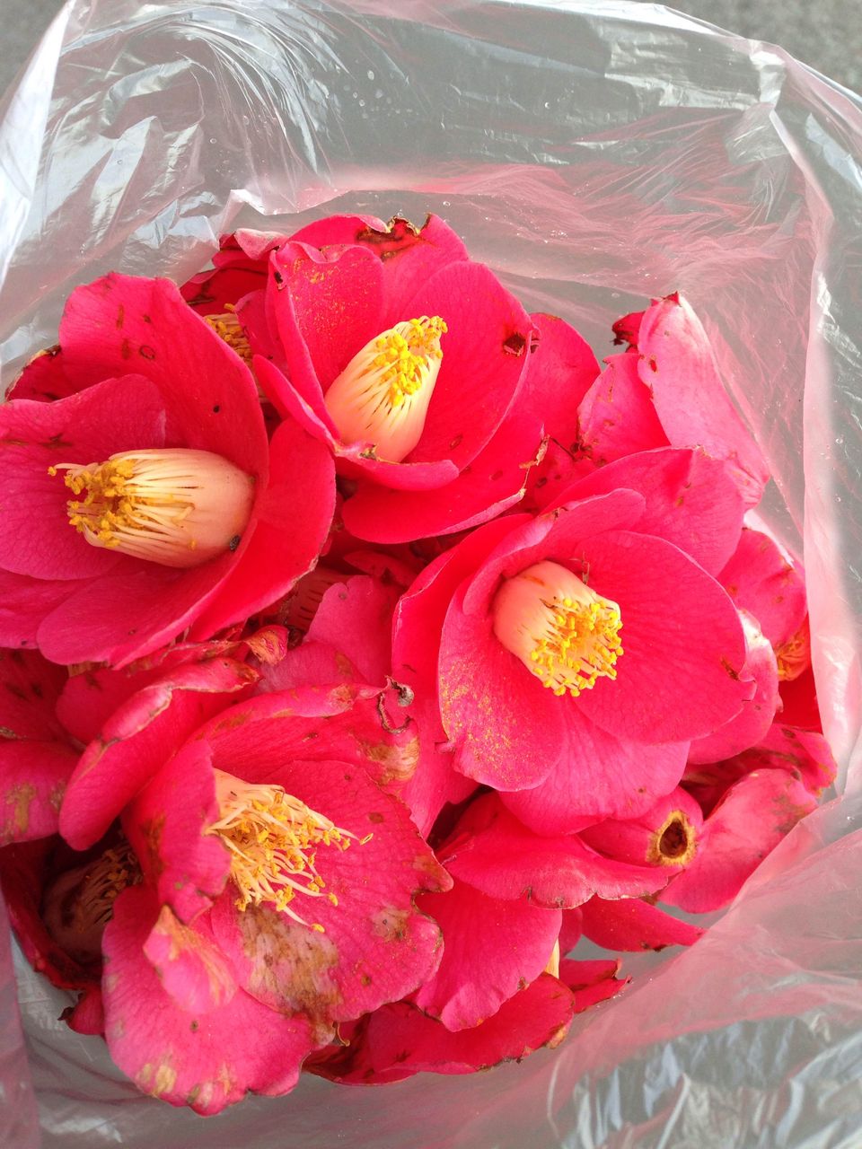 草木染 椿の花びら染めー一時の季節の色を引き留めて 佐渡市地域おこし協力隊サイト