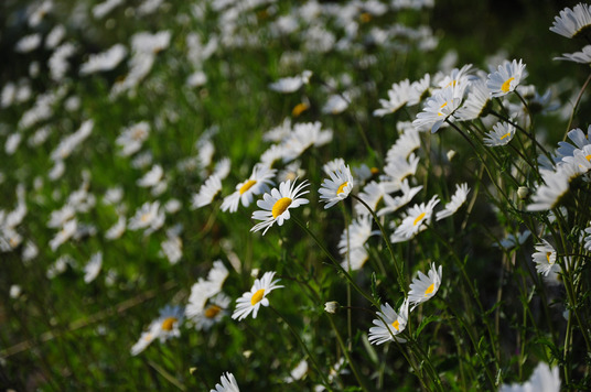 DSC_0742 - コピー