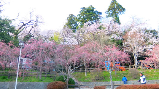 写真 2016-04-06 15 44 34