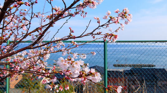 写真 2016-04-06 15 33 20