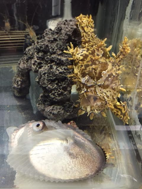 カイダコとオコゼ