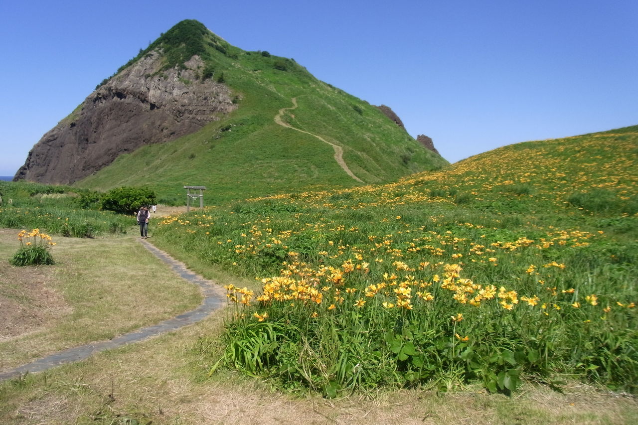 大野亀 カンゾウ祭り開催間近 出演団体のご紹介 カンゾウ開花情報6 6 佐渡市地域おこし協力隊サイト