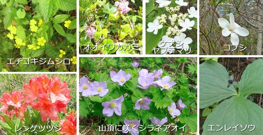 金北山道の花-001