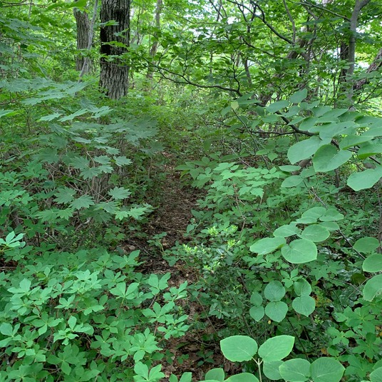 スタート地点の山道-1