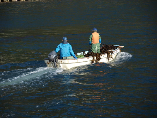岩首わかめ (9)