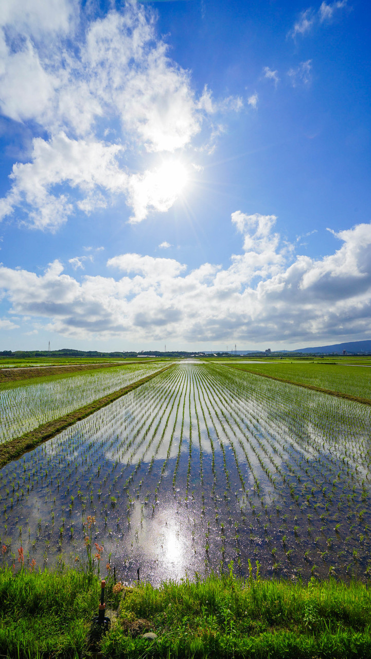 佐渡の日常】国仲平野の田んぼ、水鏡が美しい初夏の田園風景 : 佐渡旅