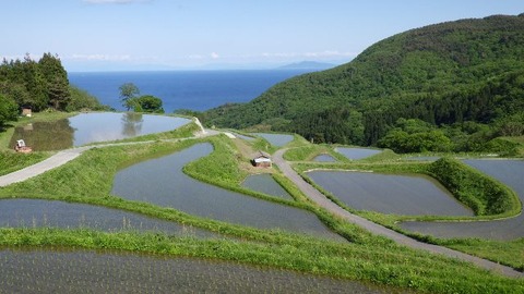 佐渡岩首の棚田1