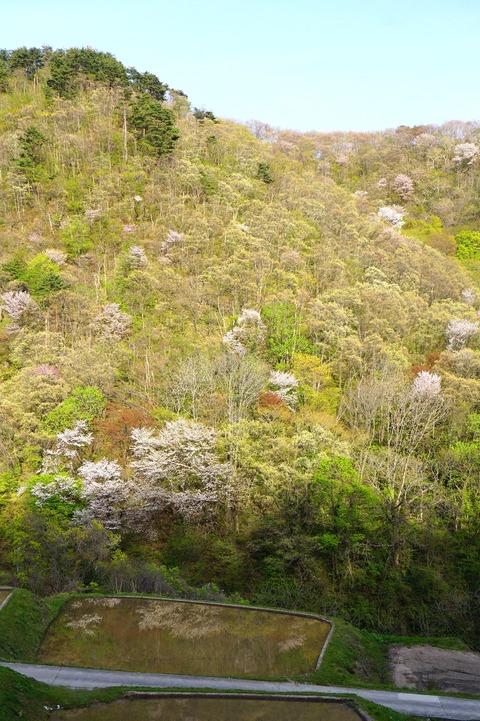 佐渡山桜