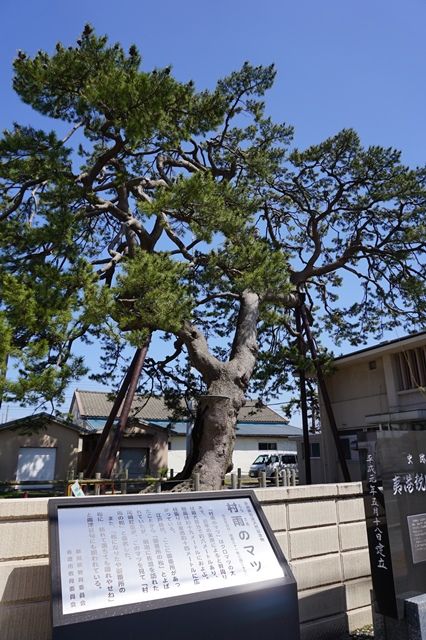 佐渡両津村雨のマツ1