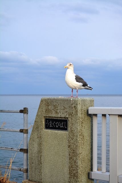 かもめ20150116