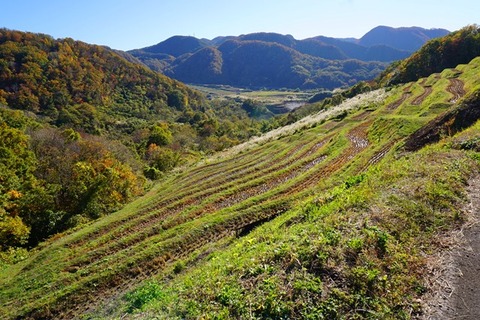 小倉千枚田