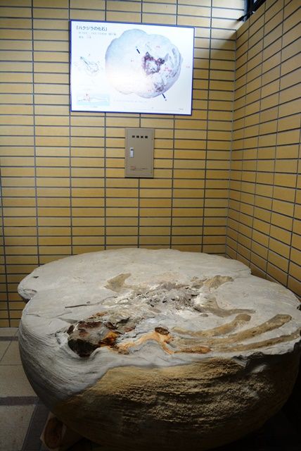 佐渡博物館ハクジラの化石