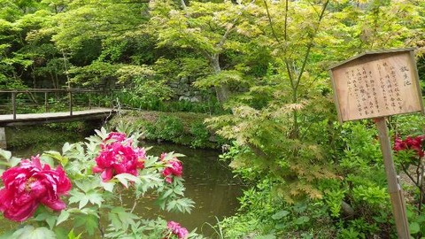 佐渡長谷寺ぼたん祭３