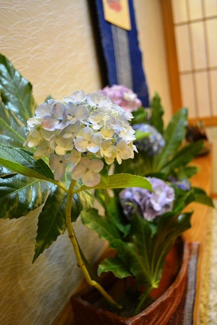 佐渡志い屋ロビー花